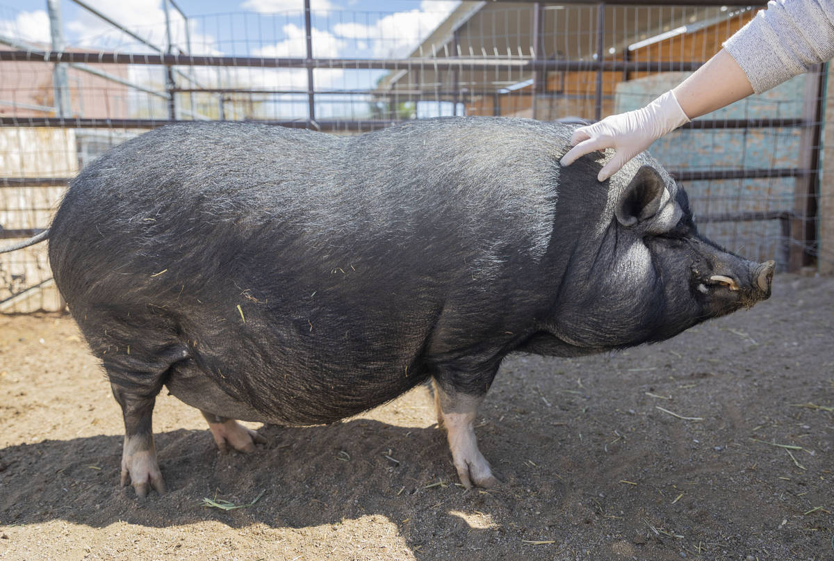 Greg, a pig available for adoption, is pet at his large animal foster parent's home that partne ...