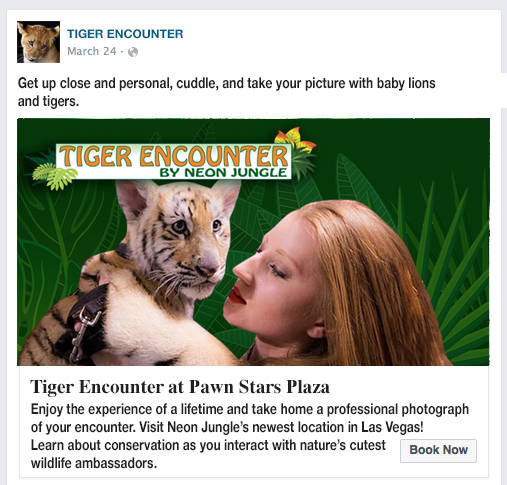 A mockup of a promotional campaign for "Tiger Encounter," showing Lauren Lowe modeling with a t ...