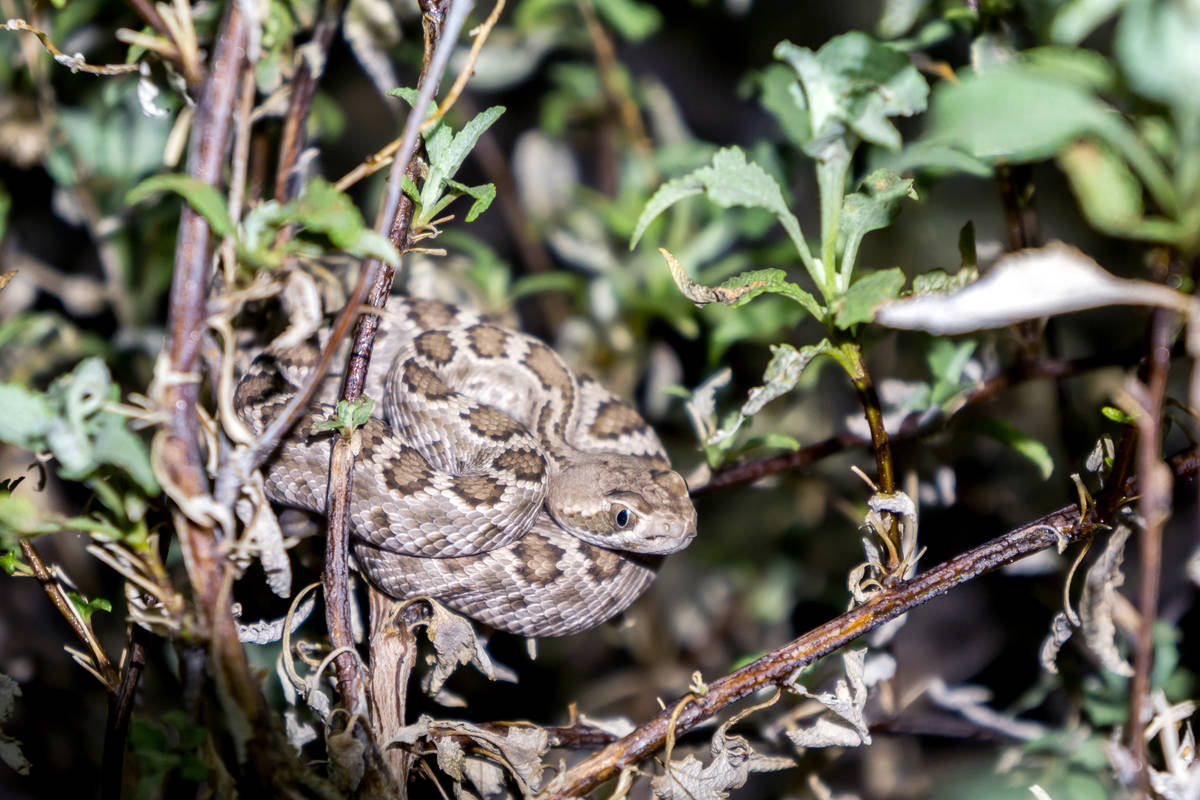 Crotalus scutulatus, also known as the Mojave Green or Mahove Rattler. These are pit viper spec ...