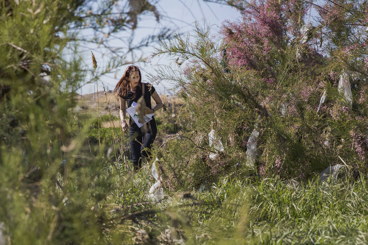 Wendy Cox walks through debris on the side of the wash on the East Side looking for her partner ...