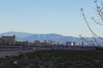 Buds are coming out on a shrub near Las Vegas Boulevard South and Starr Avenue on Saturday, Apr ...