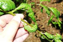 Curling leaves is a spring indicator that aphids are present. (Bob Morris)