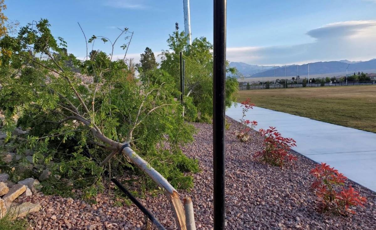 Broken trees are seen at Alyn Beck Memorial Park in Las Vegas. (City of Las Vegas)
