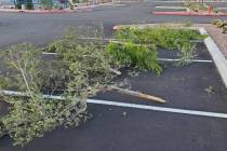 Broken trees are seen at Alyn Beck Memorial Park in Las Vegas. (City of Las Vegas)