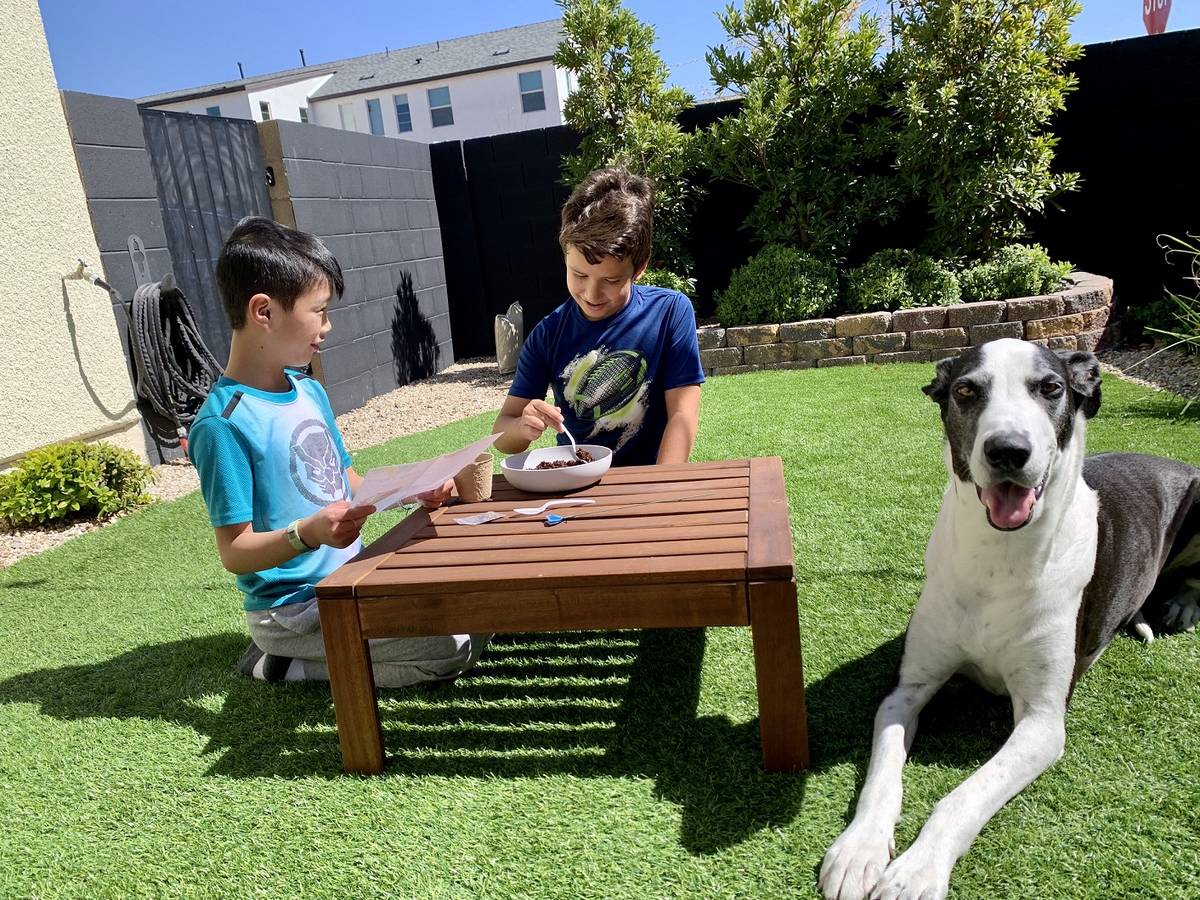 Taosies and Artyom Acosta with Echo, their Great Dane, participate in Inspirada's spring flower ...