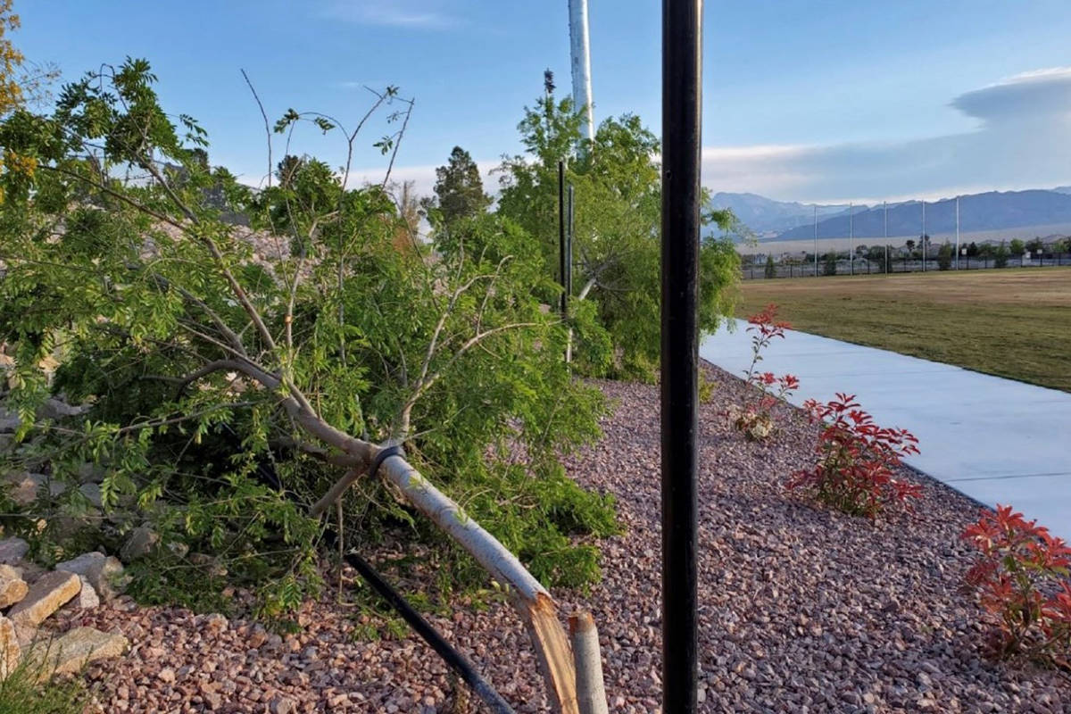 Broken trees are seen at Alyn Beck Memorial Park in Las Vegas. (City of Las Vegas)