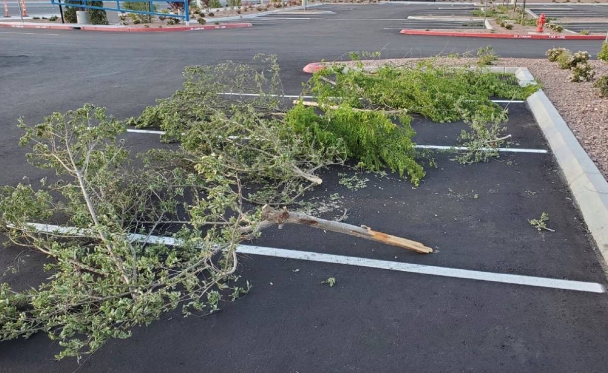 Broken trees are seen at Alyn Beck Memorial Park in Las Vegas. (City of Las Vegas)