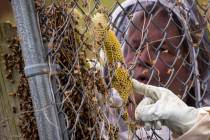 Beekeeper Sean Kennedy inspects a swarm of honey bees, Monday, April 20, 2020, in Washington. F ...