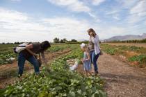 Lina Vasquez, left, visits Gilcrease Orchard last fall with friend Christine Garcia and her dau ...