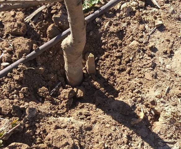 A fruit tree should be solid in the soil and not wiggle after it is planted. Staking helps but ...