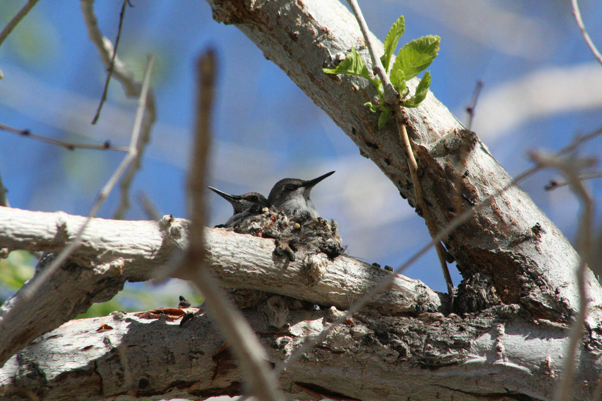 Female hummingbirds lay two eggs and incubate them for 15-18 days. Once hatched, juveniles fled ...