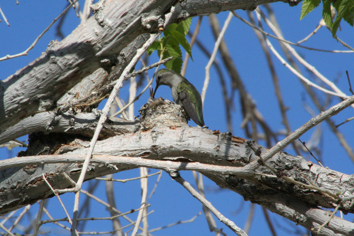 A female hummingbird feeds her young. (Deborah Wall/Las Vegas Review-Journal)