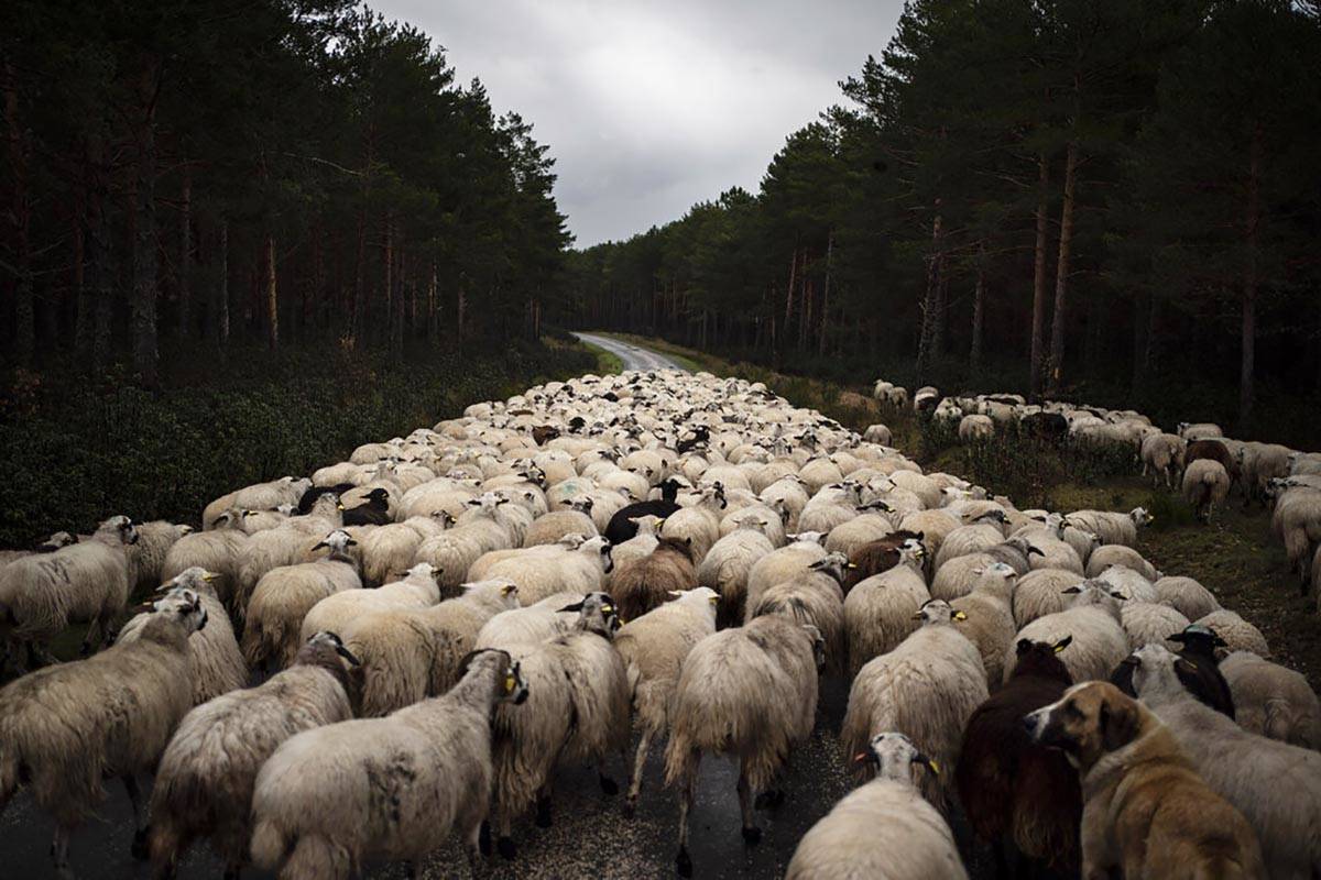 A flock of sheep move on an empty road near Soria, as the lockdown to combat the spread of the ...