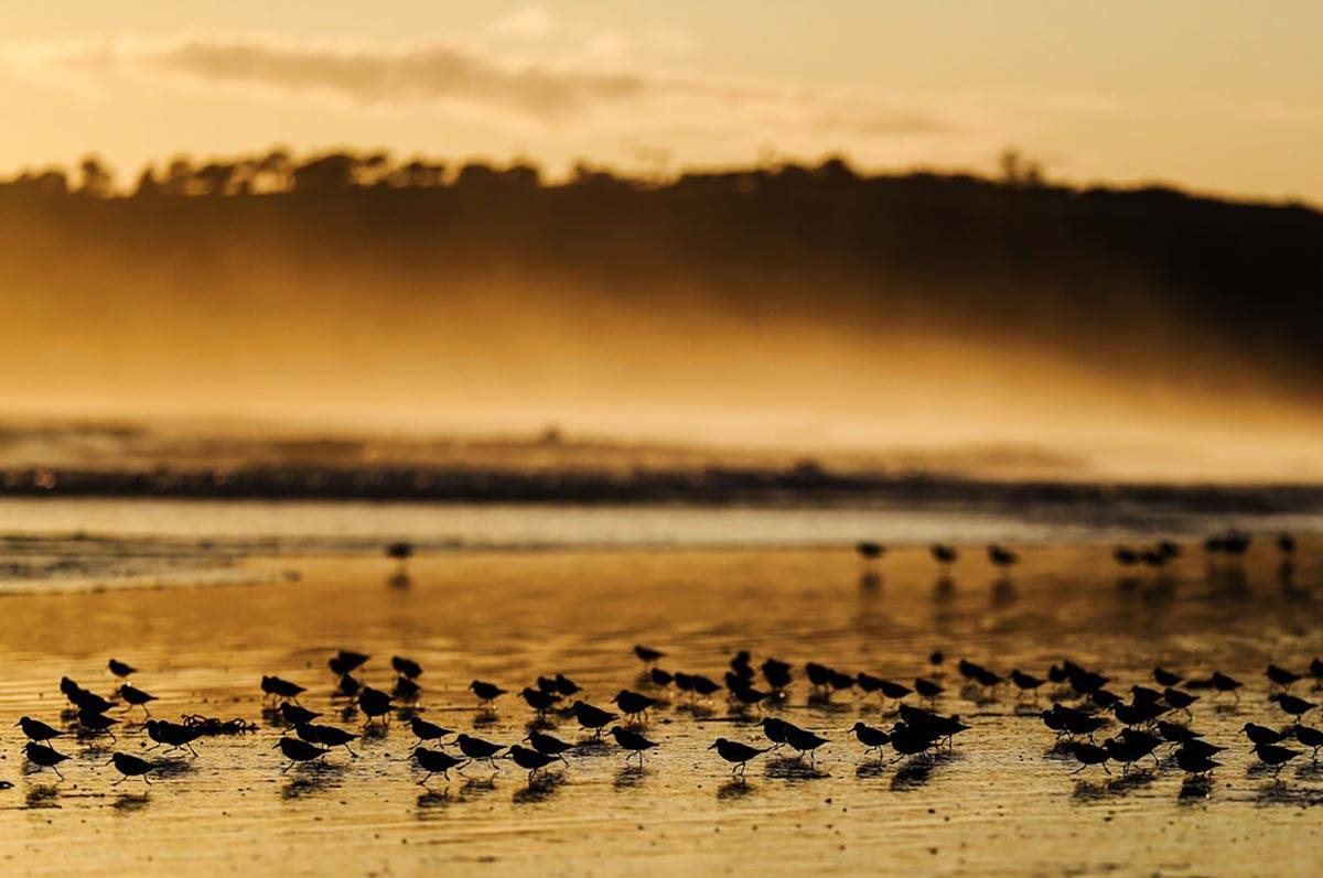 Shorebirds make their way along the beach at sunset, Wednesday, March 11, 2020, in Coronado, Ca ...