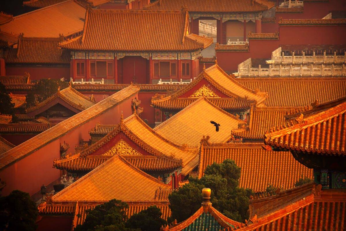 A bird flies over the Forbidden City, which is closed to the public due to the coronavirus outb ...
