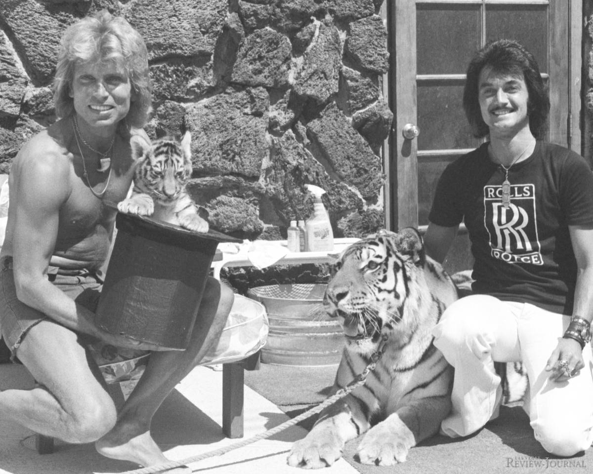 Three-week-old tiger Magic makes his public debut with Siegfried and Roy at their Las Vegas com ...