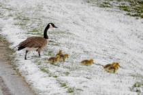 A family of Canada geese brave a snowy slope in Lanesborough, Mass., the morning after an unsea ...