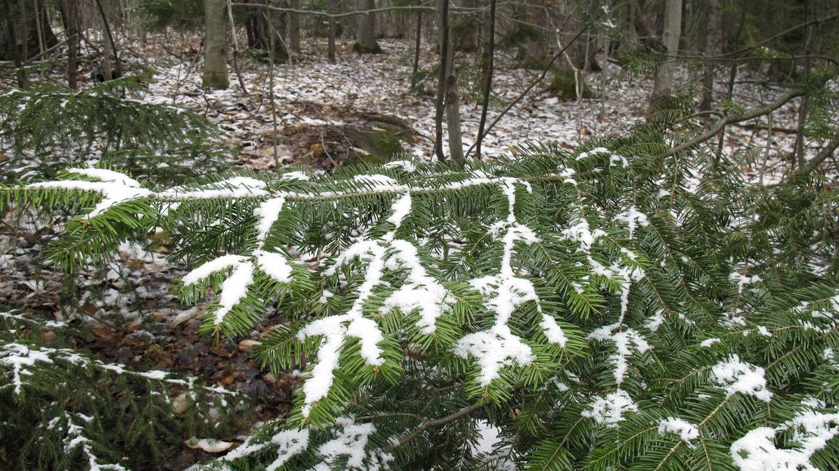 A dusting of snow covers tree branches in Stowe, Vt., on Tuesday May 5, 2020. The National Weat ...