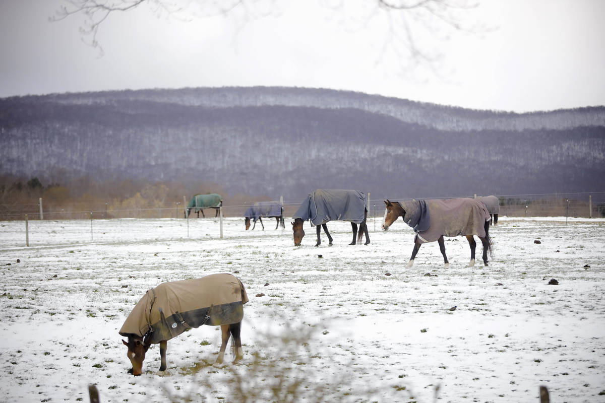 At Wedgewood Stables in Lanesborough, Mass., horses graze the pasture with their coats on after ...
