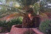 The cause of palm fronds turning orange or yellow is natural. As lower fronds approach death du ...
