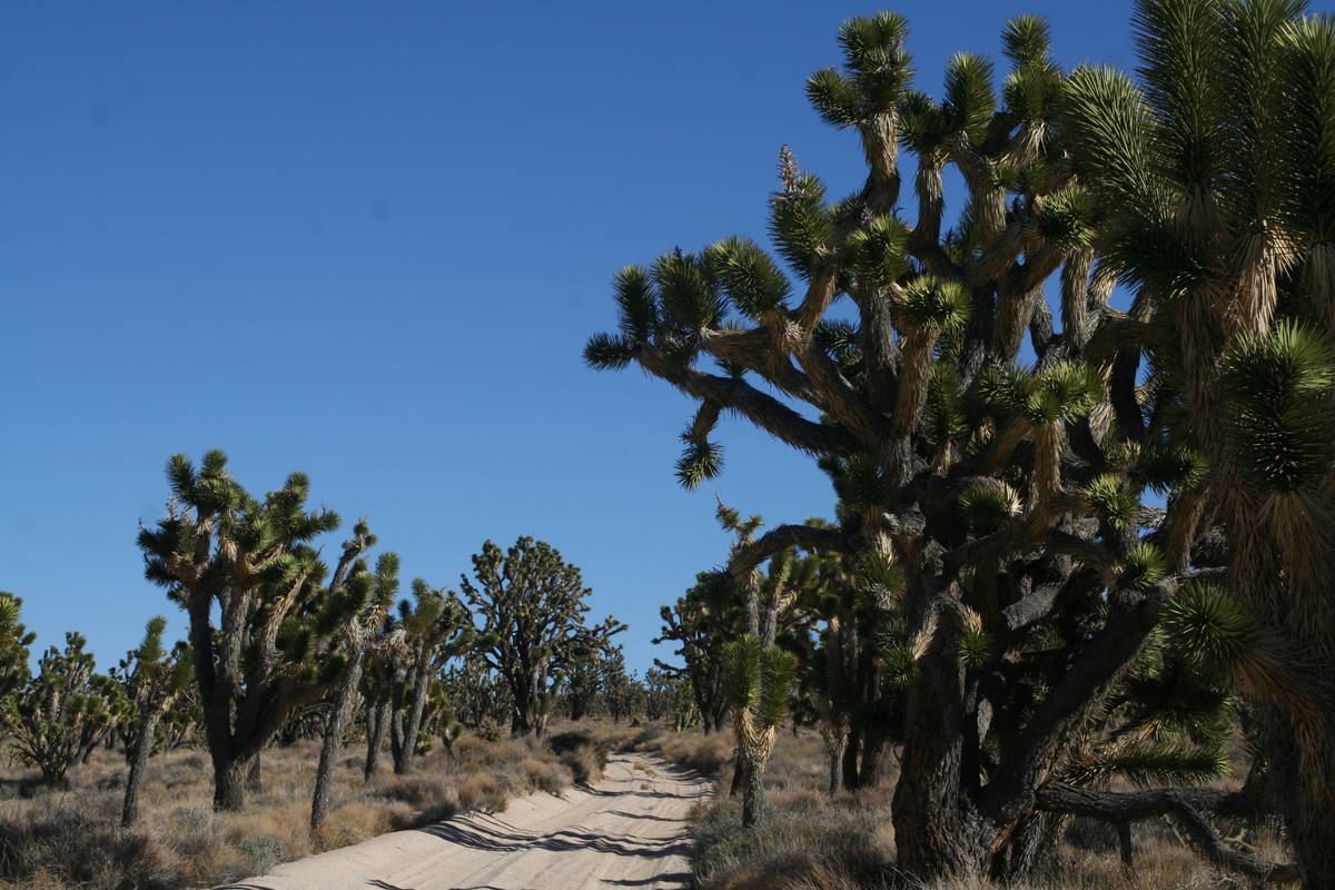 Joshua trees epitomize stark beauty of Mojave Desert Deborah Wall