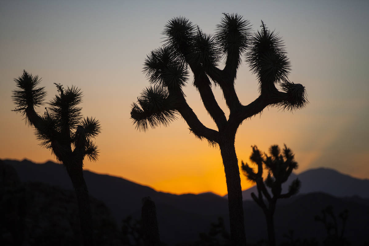 Joshua trees epitomize stark beauty of Mojave Desert Las Vegas Review