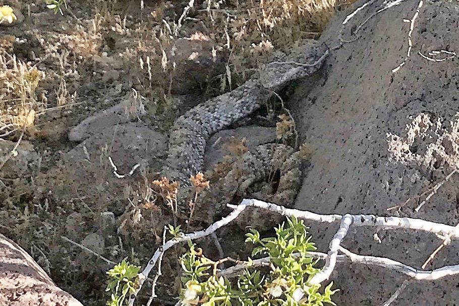 Where Do Rattlesnakes Hide?