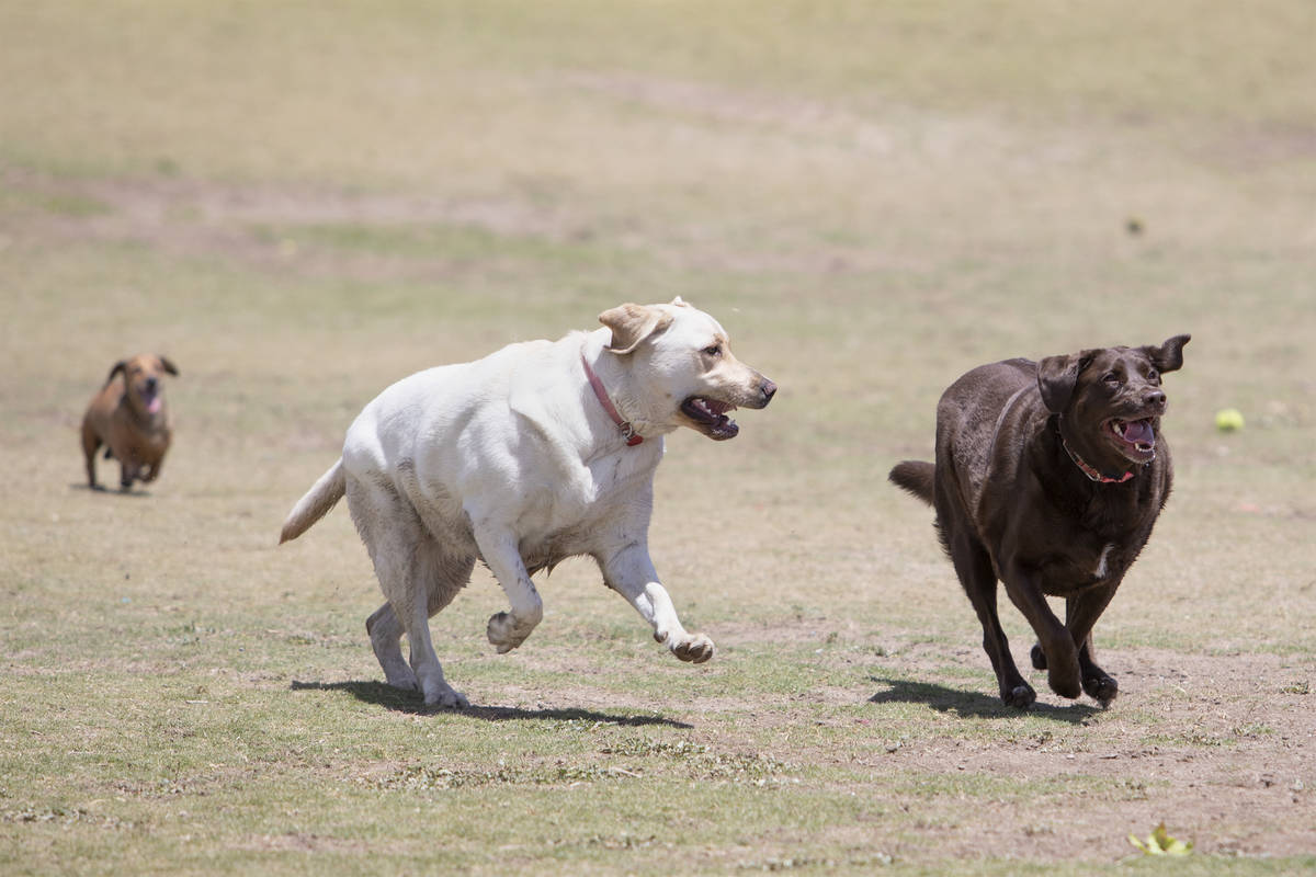 Chocolate lab Ellie, right, runs for the tennis ball as yellow lab Ava, center, and dachshund R ...
