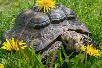 In this Wednesday, May 20, 2020, a 53-year-old tortoise named Ms. Jennifer stands among dandeli ...
