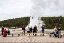 In this Monday, May 18, 2020 photo, visitors watch as Old Faithful erupts on the day the park p ...