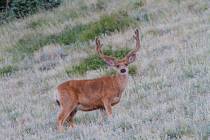Mule deer are a popular game species throughout the West. This image of a buck in velvet was ta ...