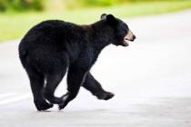 A juvenile black bear roams through Fort Myers, Fla., Tuesday morning, May 26, 2020. The bear w ...