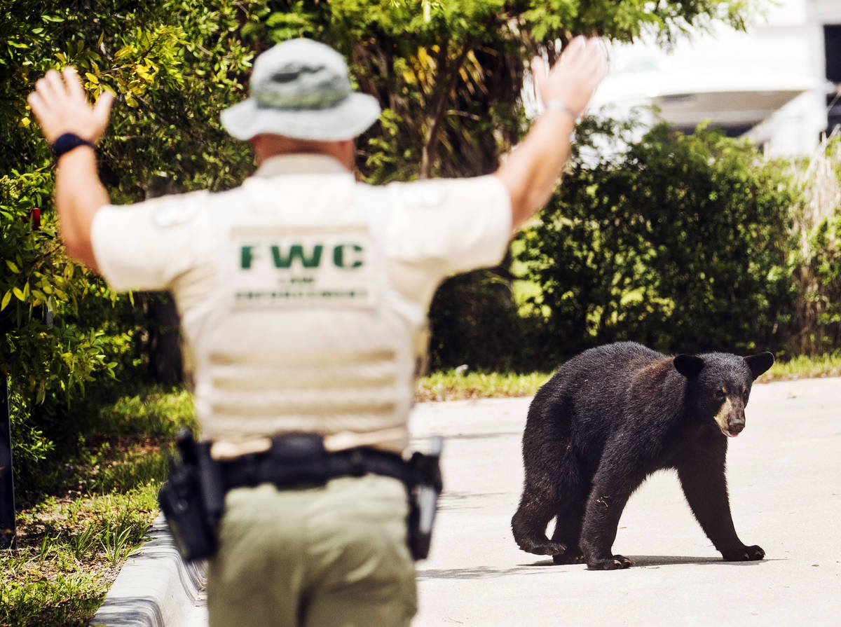A Florida Fish and Wildlife Conservation Commission officer gestures towards a juvenile black b ...
