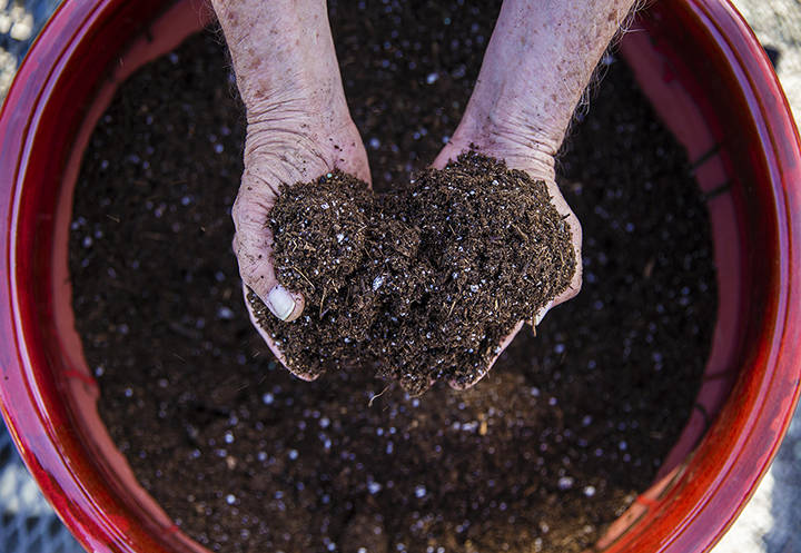 Commercial potting mixes have nutrients needed for flowering annuals and vegetables. (Benjamin ...