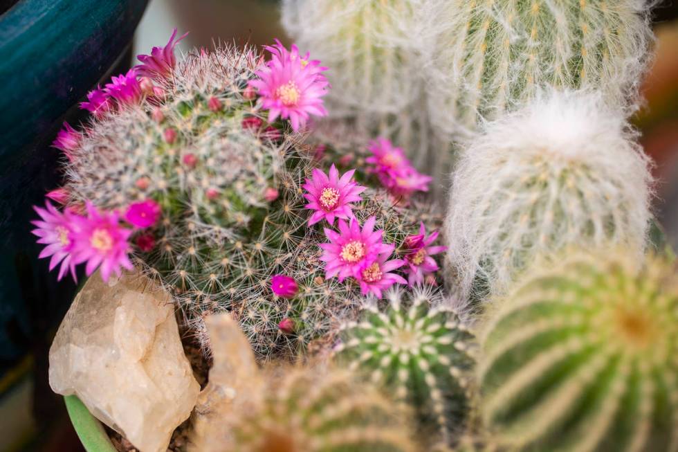 Blooms pop each spring from a succulent commonly known as a powder puff cactus.  Cacti and succu...
