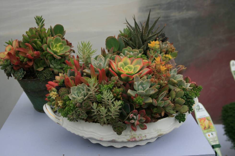 Succulents show off their sculptural beauty in containers.  (Maurice “ML” Robinson)