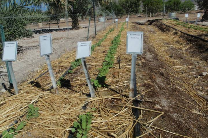 Surface mulch can shade soil and prevent spurge in vegetable gardens. (Bob Morris)