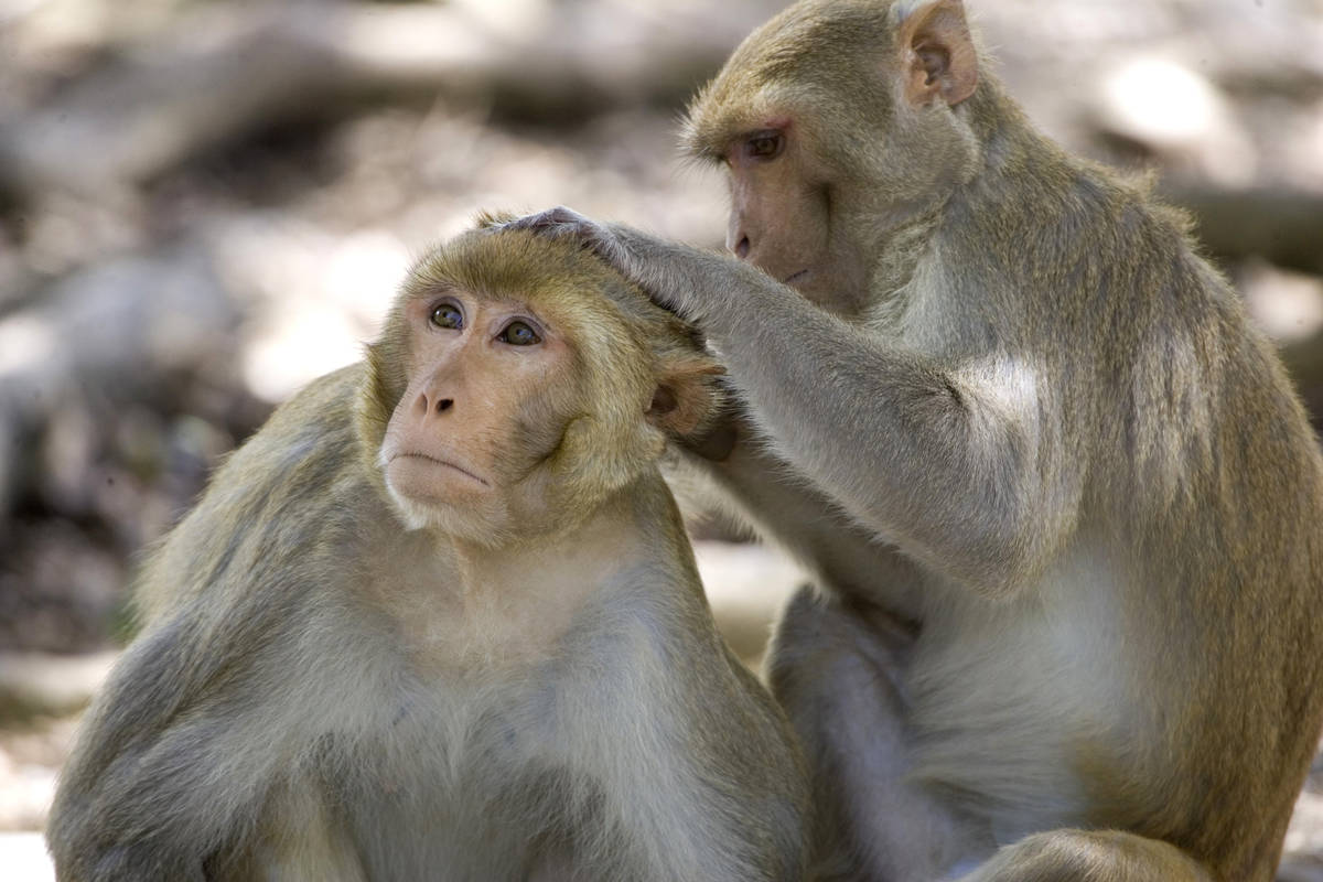 In a July 29, 2008, file photo, a rhesus macaque monkey grooms another on Cayo Santiago, known ...