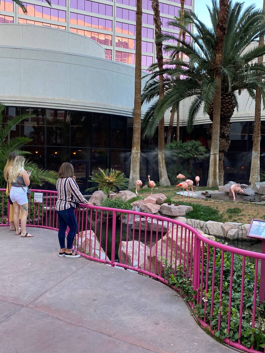 Visitors to the Flamingo Thursday enjoyed its namesake birds. (Al Mancini)