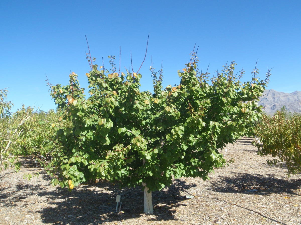 The fruit of an aprium tree looks exactly like a normal apricot but has a slightly different fl ...