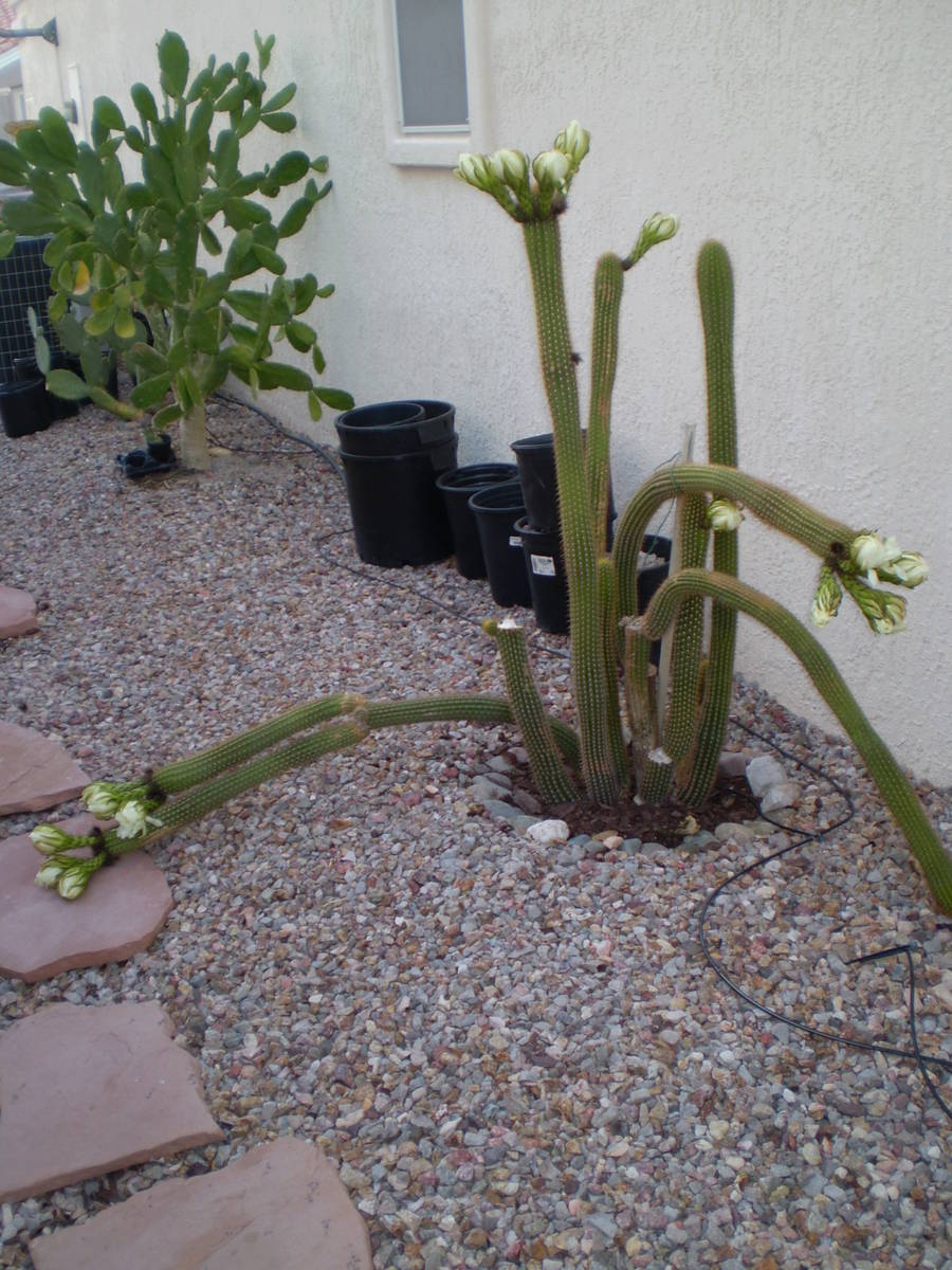 Watering a large area under large cactuses helps keep them stable and keeps them from falling o ...