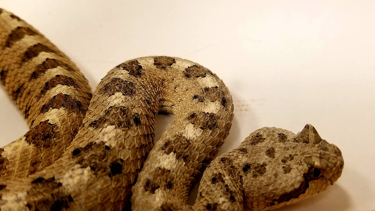 Herpetologist Bob McKeever brought with him rattlesnakes in portable, secured terrariums to a s ...