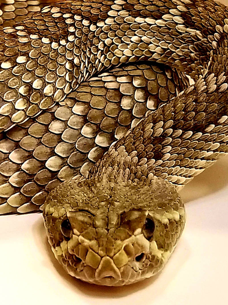 Pictured is a Mojave green rattlesnake. (Natalie Burt)