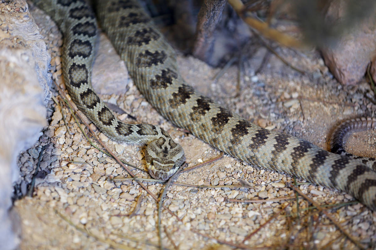 A great basin rattlesnake at Springs Preserve on Tuesday, Dec. 13, 2016, in Las Vegas. (Rachel ...