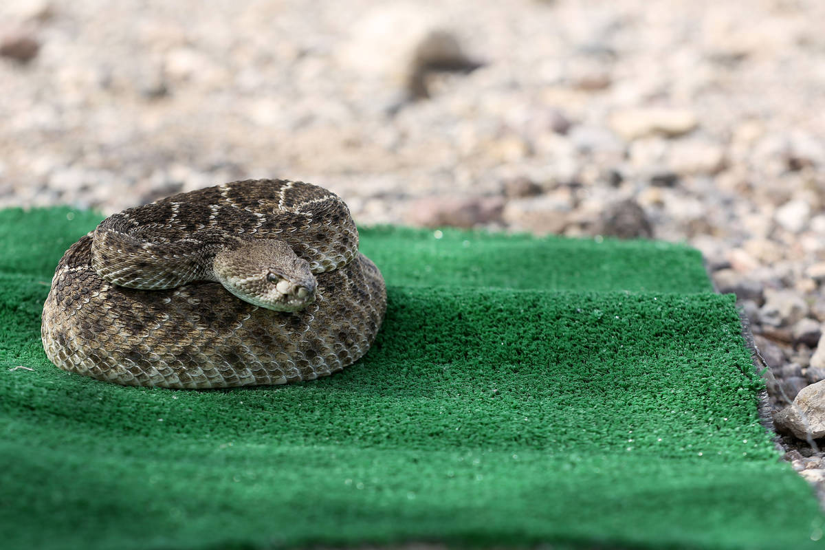 A western diamondback rattlesnake