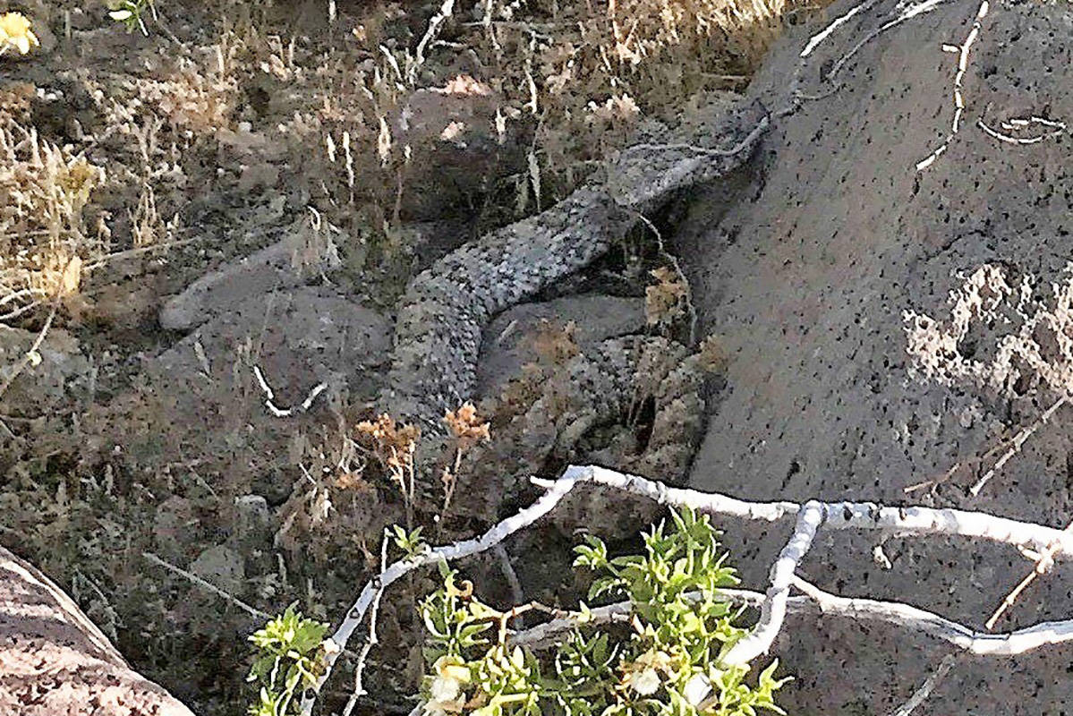 Snakes, scorpions, gila monsters in Nevada: what you need to know | Las  Vegas Review-Journal