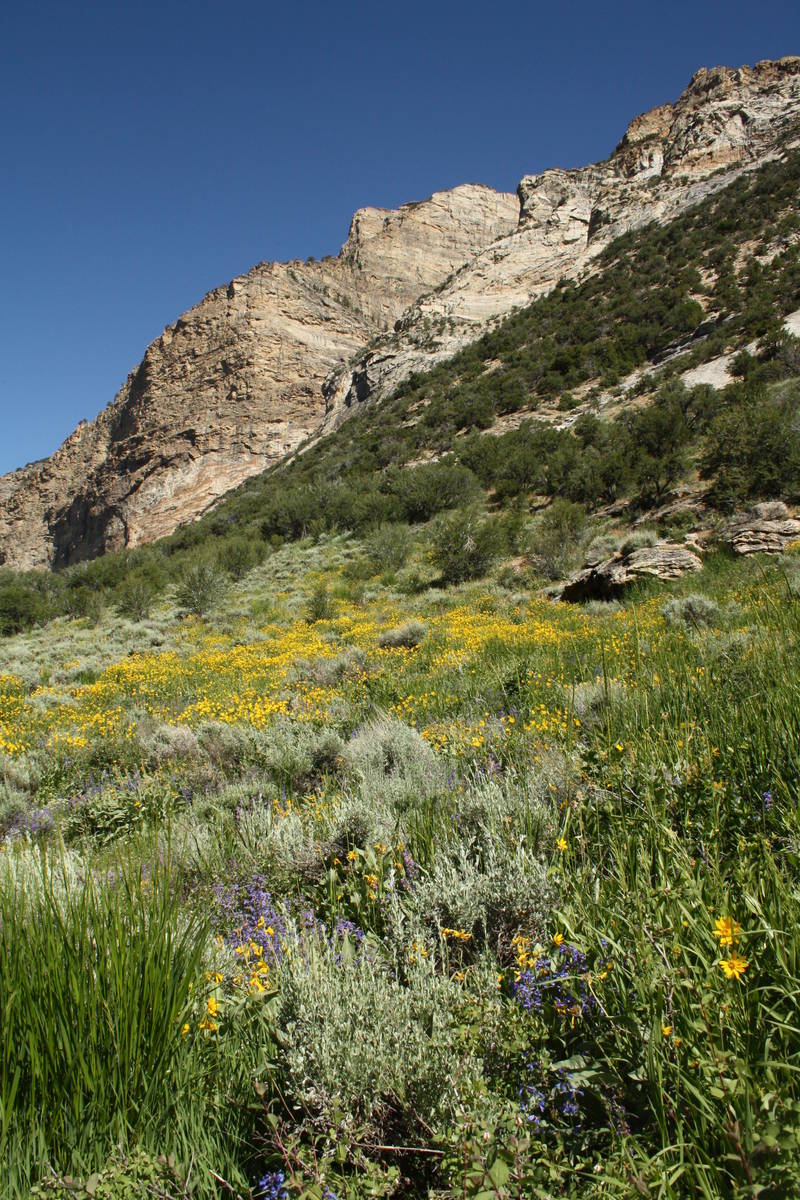 Wildflowers carpet the meadows during summer. (Deborah Wall Las Vegas Review-Journal)