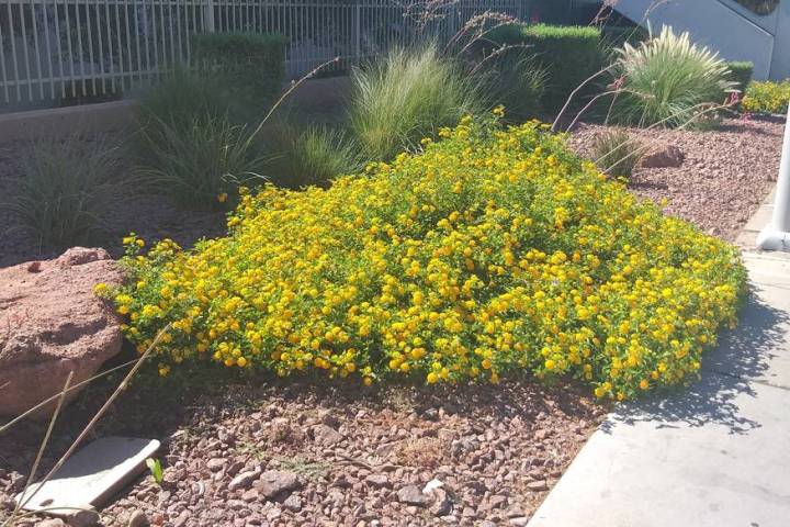 Lantana adds a variety of easy-to-grow colors that attract wildlife including butterflies to ho ...