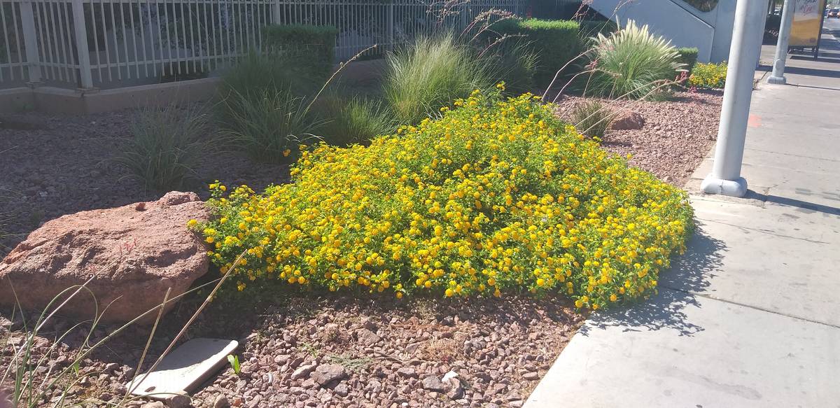 Lantana adds a variety of easy-to-grow colors that attract wildlife including butterflies to ho ...