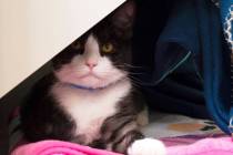Scott remains curious yet unbothered on his comfy pink blanket at The Animal Foundation. Las Ve ...